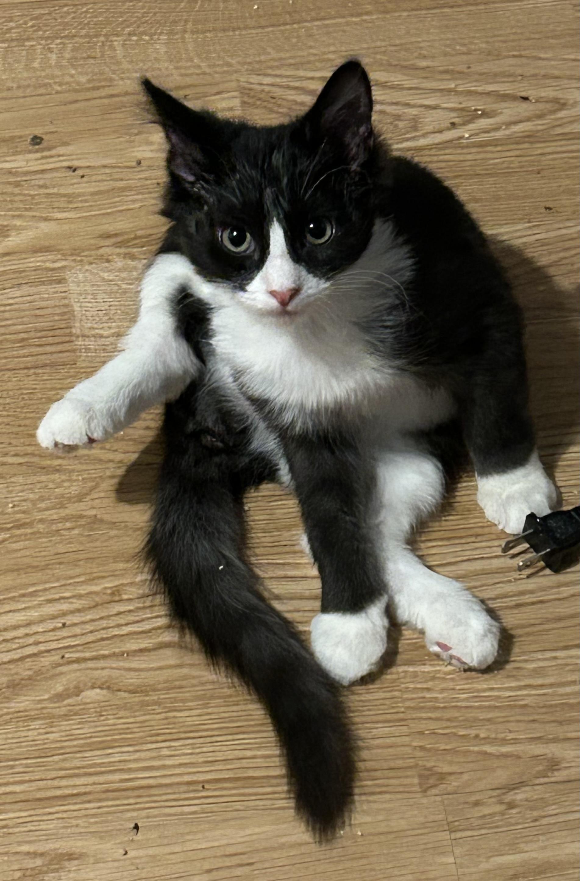 Enlarge Sharpie, a Adopted Domestic Medium Hair in Clearwater, FL image 4/4