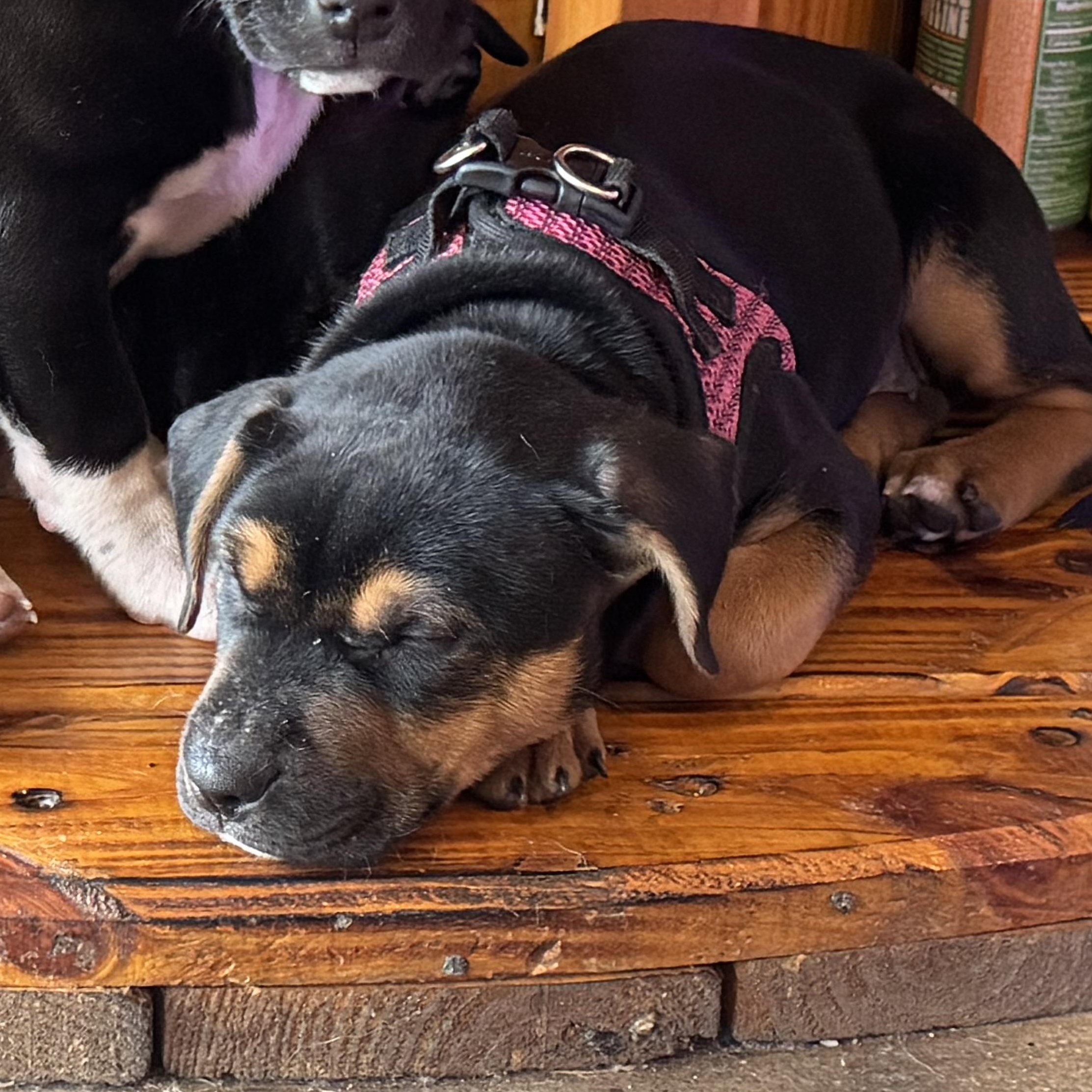 Enlarge Belle , a ADOPTABLE mixed breed in Calabash, NC image 3/3