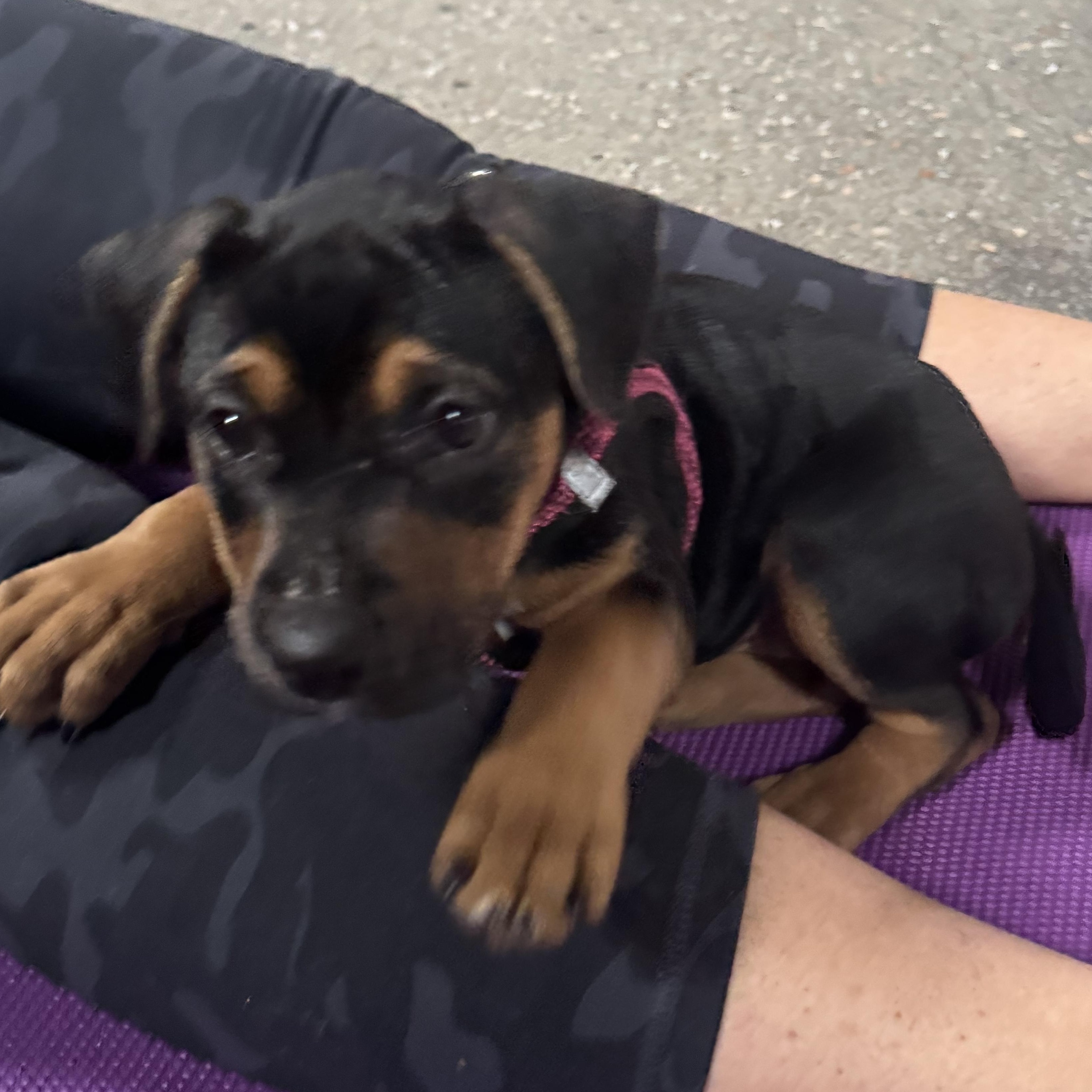 Enlarge Belle , a ADOPTABLE mixed breed in Calabash, NC image 2/3