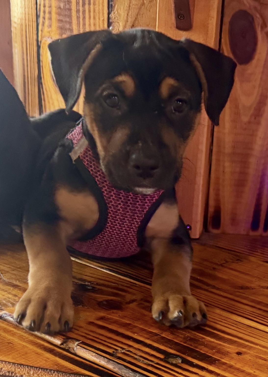 Enlarge Belle , a ADOPTABLE mixed breed in Calabash, NC image 1/3