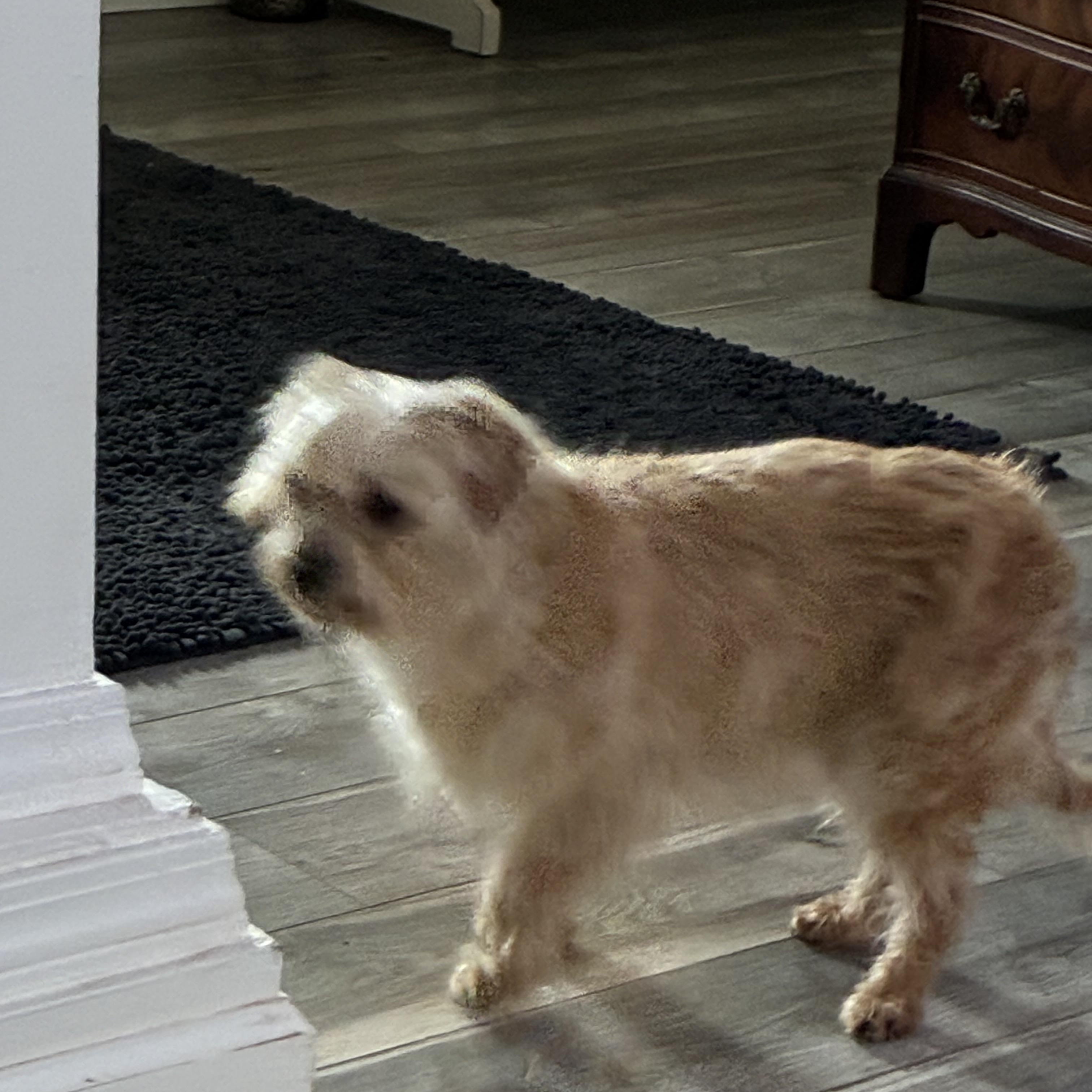 Enlarge Charm, an adopted mixed breed in Woodruff, SC image 4/5