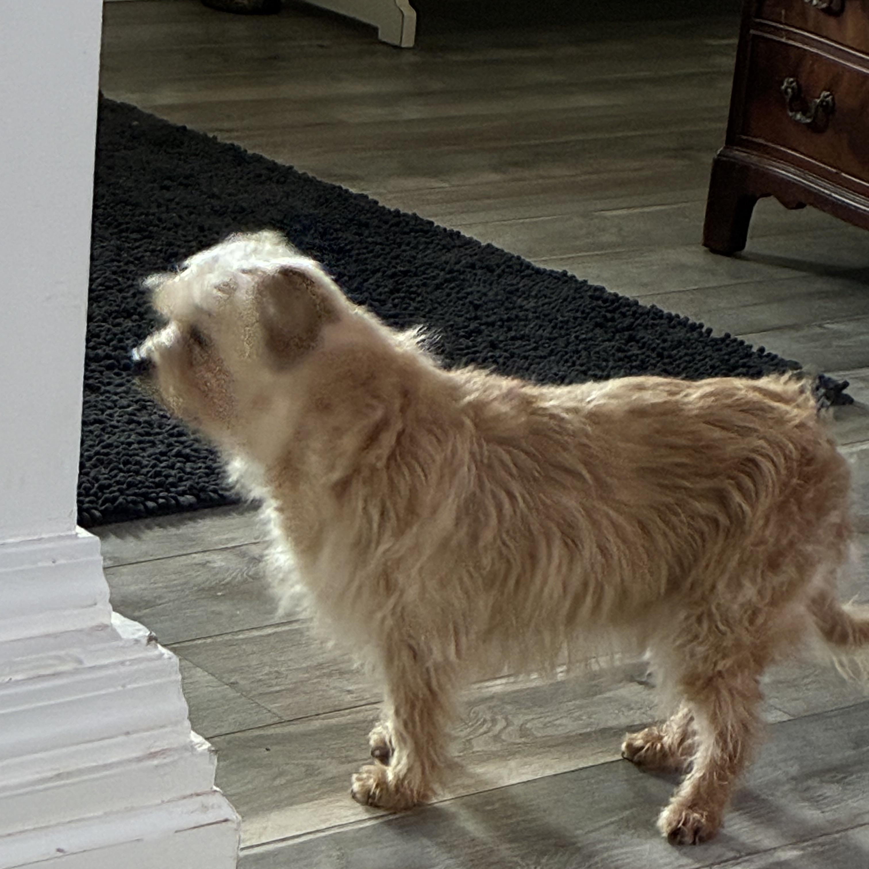 Enlarge Charm, an adopted mixed breed in Woodruff, SC image 2/5