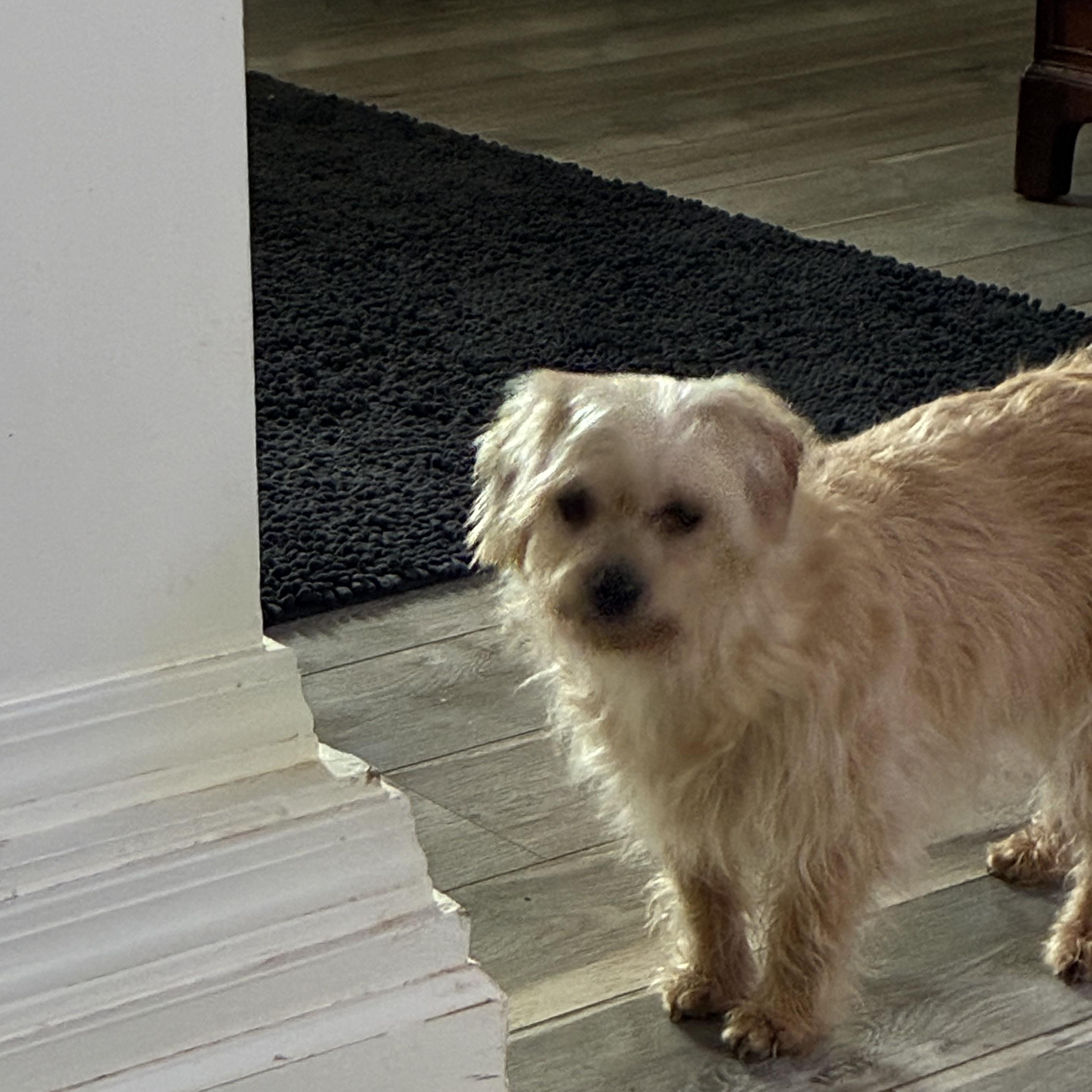 Charm, adopted, Adult Female Wirehaired Terrier.