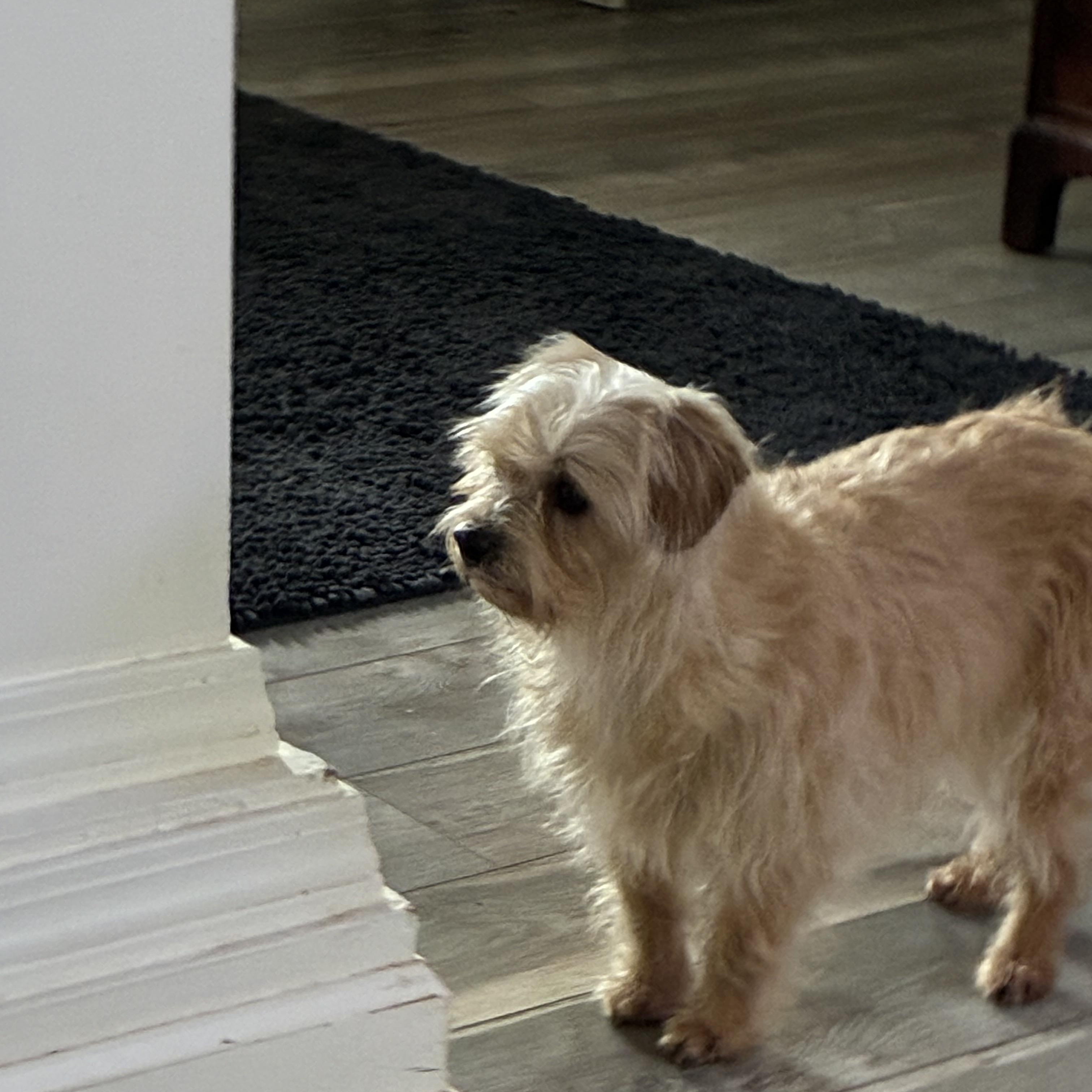 Enlarge Charm, an adopted mixed breed in Woodruff, SC image 3/5