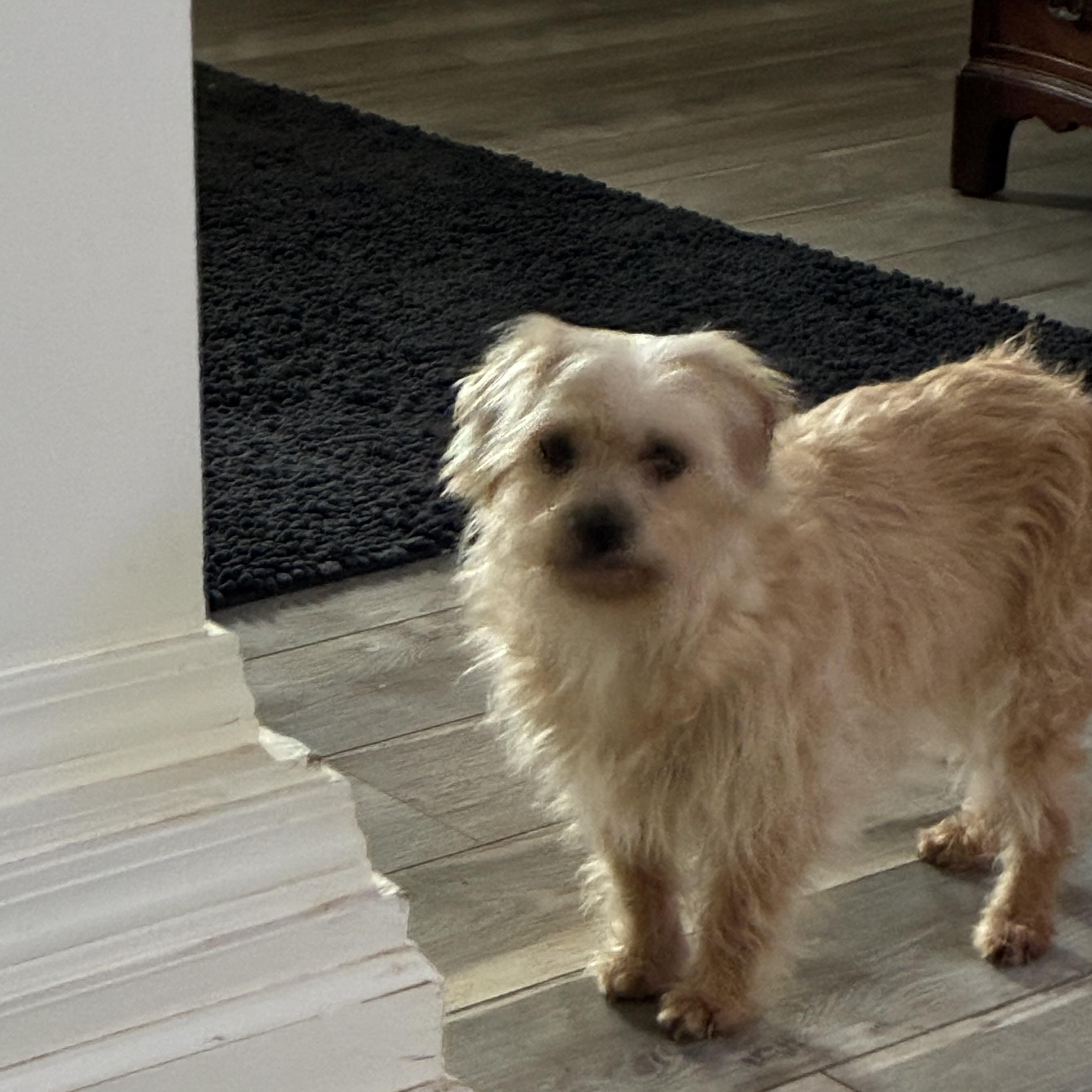 Enlarge Charm, an adopted mixed breed in Woodruff, SC image 5/5