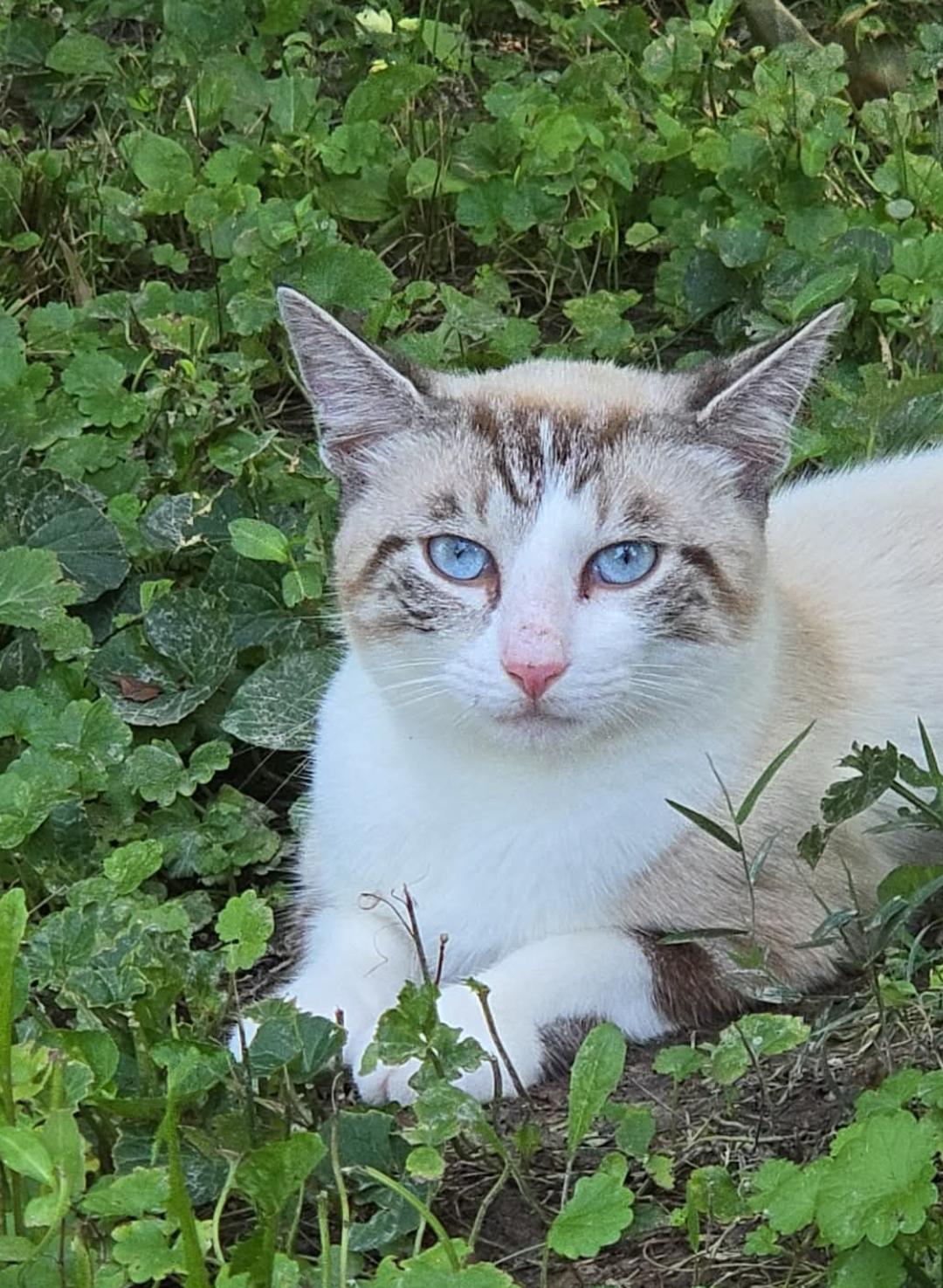 Enlarge Parker, a Adopted mixed breed in Jasonville, IN image 1/1