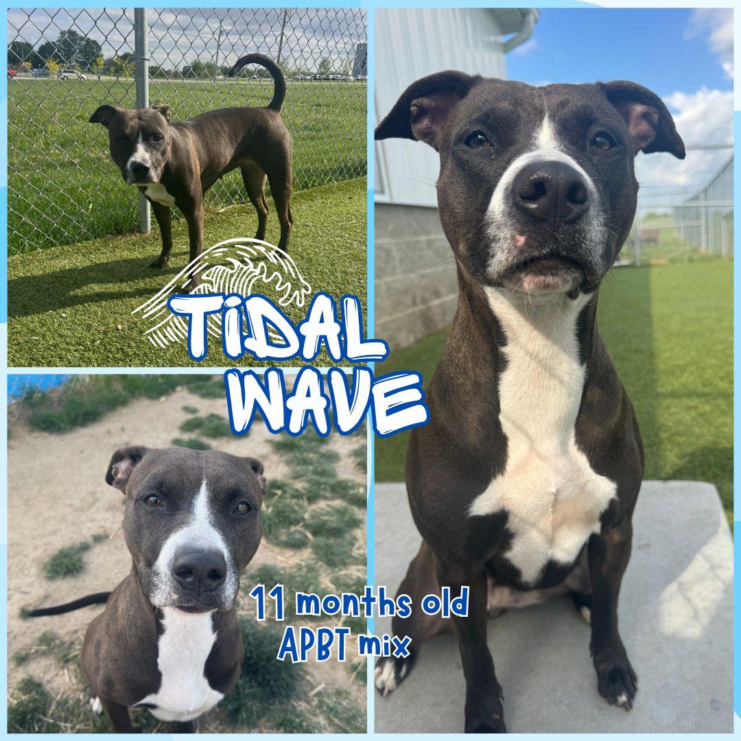 Tidalwave, adopted, Young Female Pit Bull Terrier.