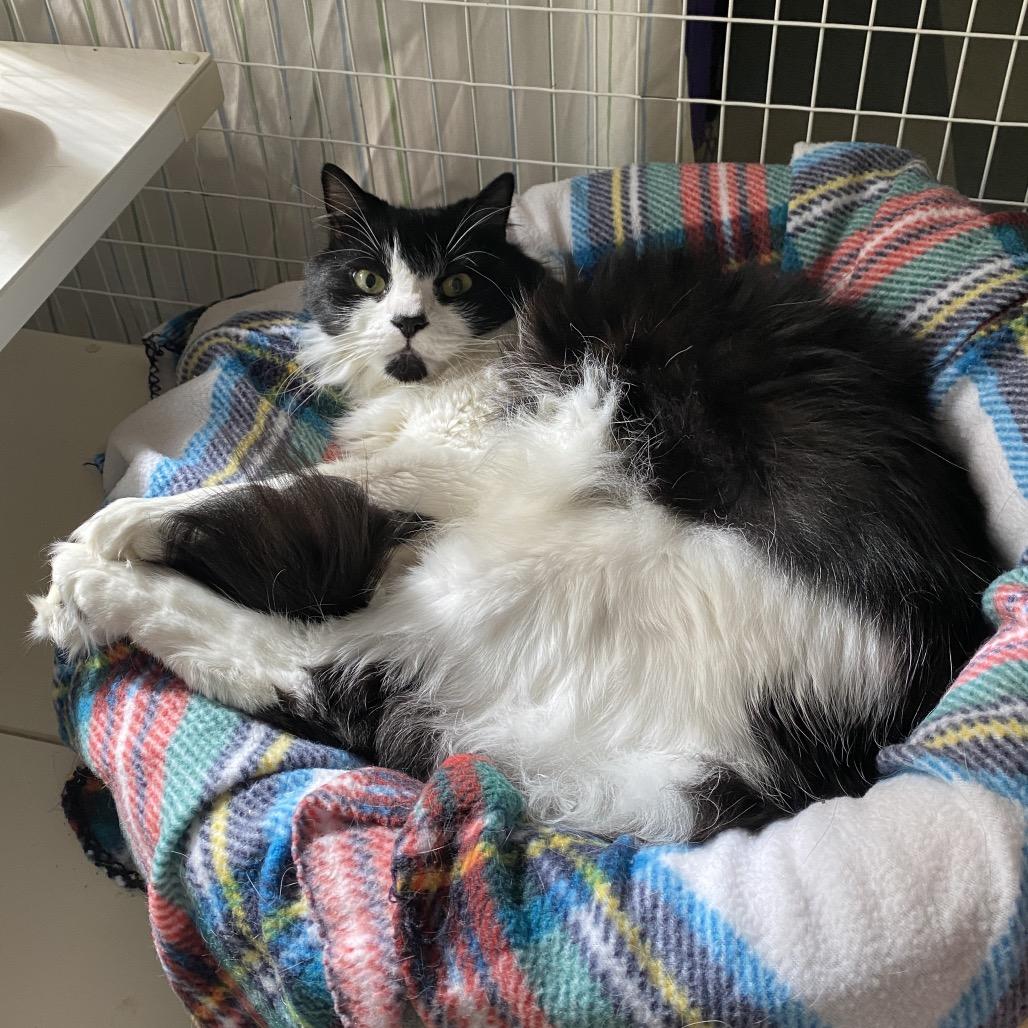 Toez, Adoptable, Senior Male Domestic Long Hair & Extra-Toes Cat / Hemingway Polydactyl.