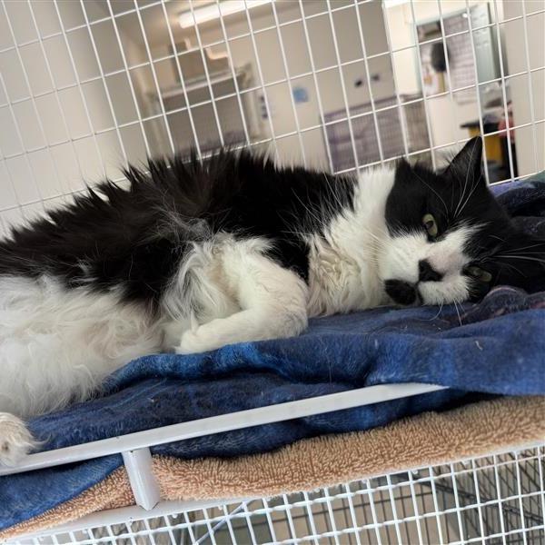 Enlarge Toez, a Adoptable mixed breed in Mount Shasta, CA image 2/6