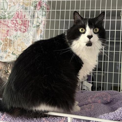 Toez, Adoptable, Senior Male Domestic Long Hair & Extra-Toes Cat / Hemingway Polydactyl.