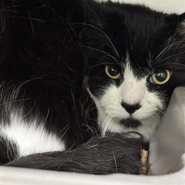 Toez, Adoptable, Senior Male Domestic Long Hair & Extra-Toes Cat / Hemingway Polydactyl.
