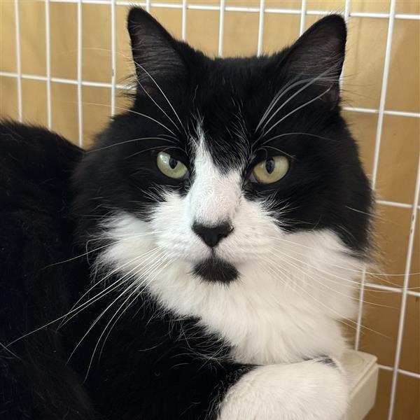 Enlarge Toez, a Adoptable mixed breed in Mount Shasta, CA image 2/3