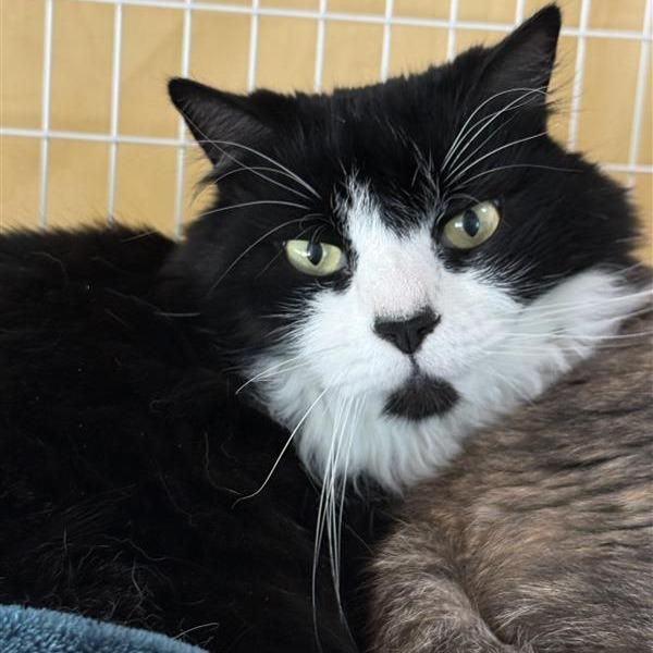 Enlarge Toez, a Adoptable mixed breed in Mount Shasta, CA image 3/3