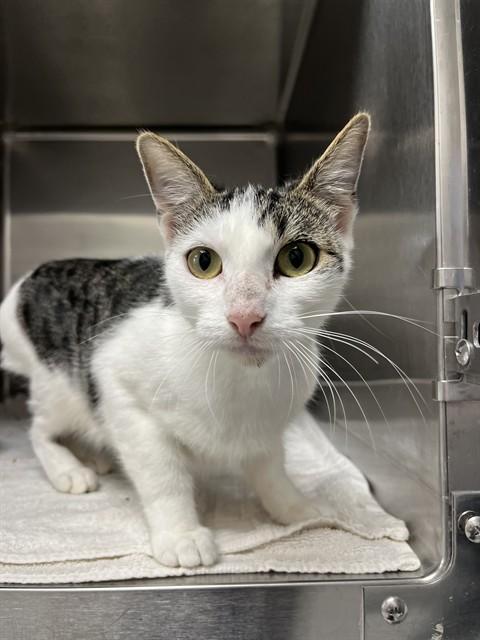 MITZY, Adoptable, Young Female Domestic Short Hair.