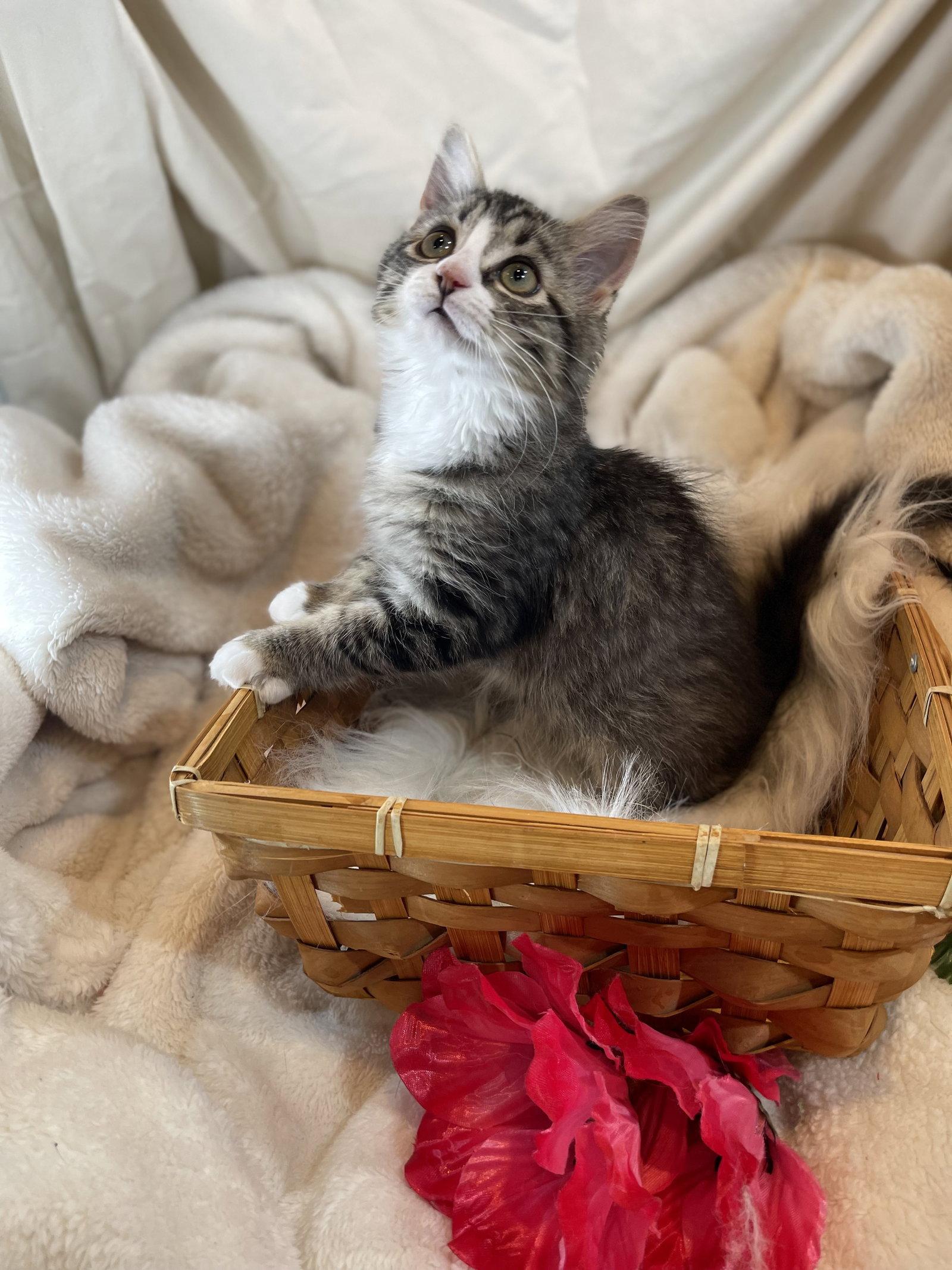 Enlarge Ming, a Adoptable Norwegian Forest Cat in Flint Hill, VA image 2/3