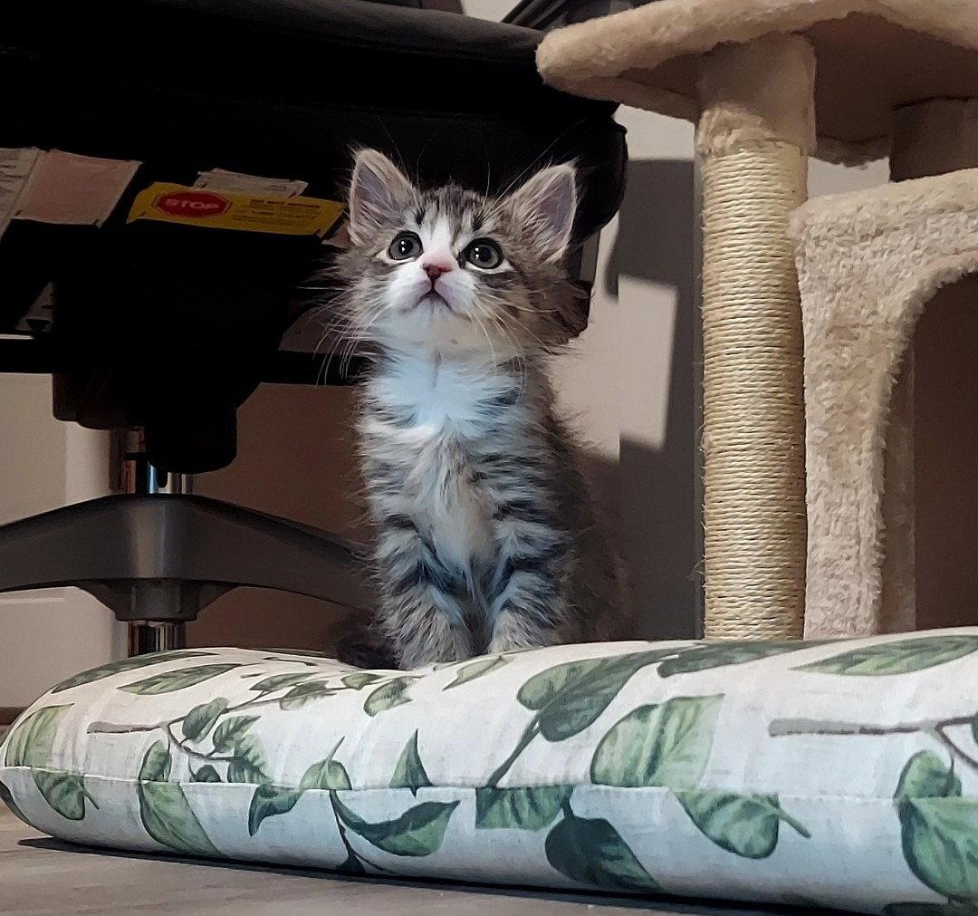 Ming, a Adoptable Tabby in Flint Hill, VA image 2/3