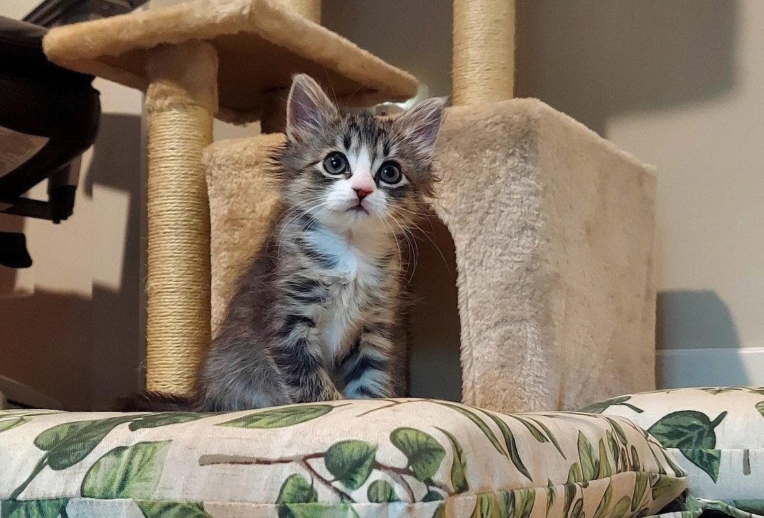 Ming, a Adoptable Tabby in Flint Hill, VA image 3/3