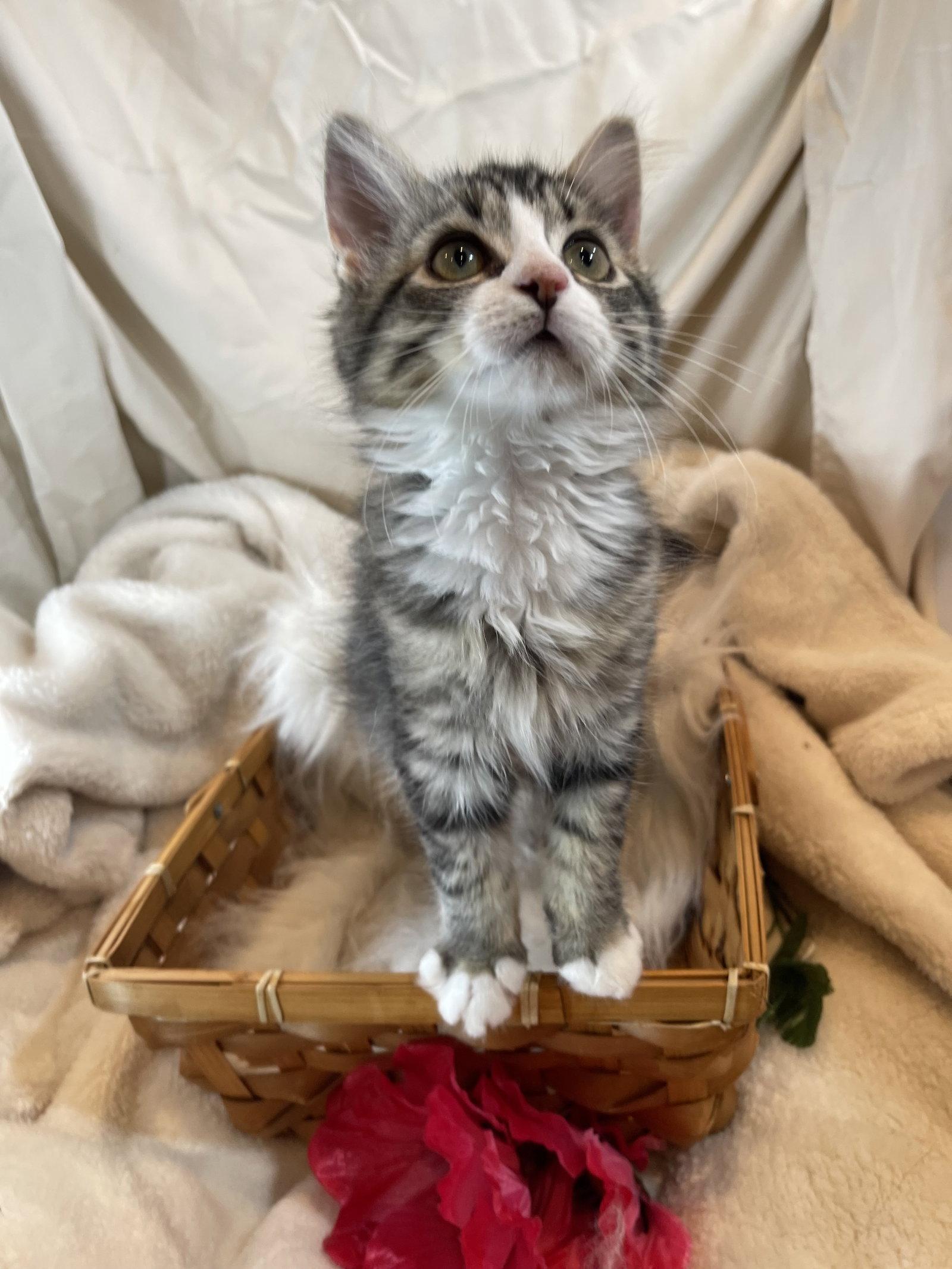 Enlarge Ming, a Adoptable Norwegian Forest Cat in Flint Hill, VA image 3/3