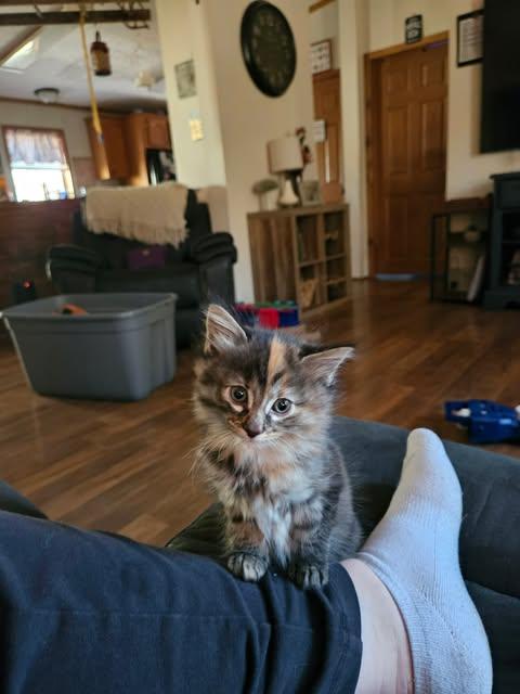 Enlarge Phelicia, a Adopted Domestic Medium Hair in Clymer, PA image 1/1