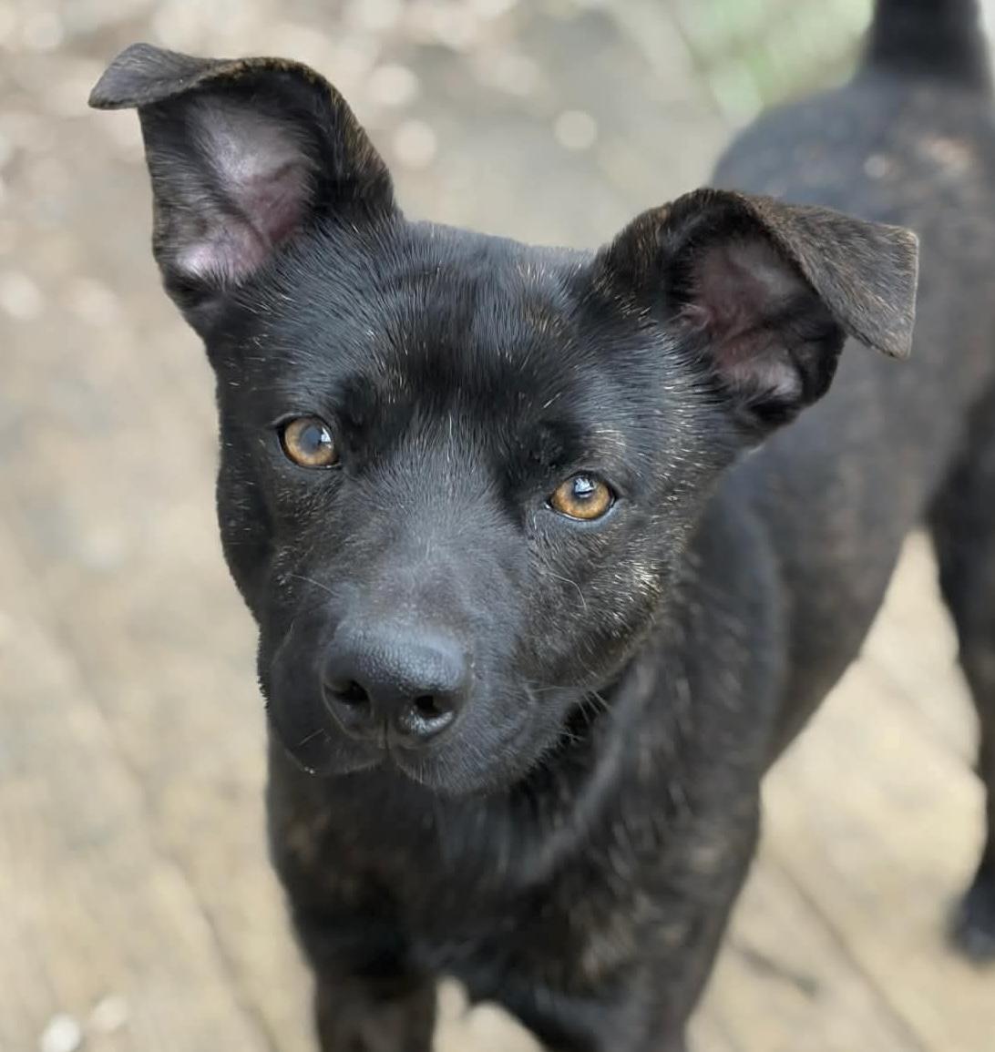 Theodore, Adoptable, Young Male Mixed Breed.