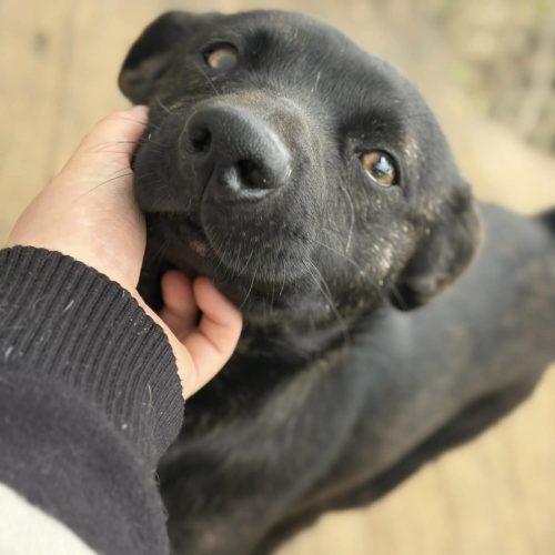 Enlarge Theodore, a Adoptable mixed breed in Georgetown, KY image 1/5