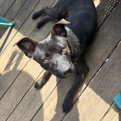 Theodore, Adoptable, Young Male Mixed Breed.