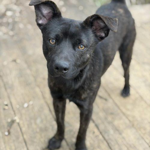 Enlarge Theodore, a Adoptable mixed breed in Georgetown, KY image 2/5