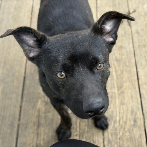 Enlarge Theodore, a Adoptable mixed breed in Georgetown, KY image 3/5