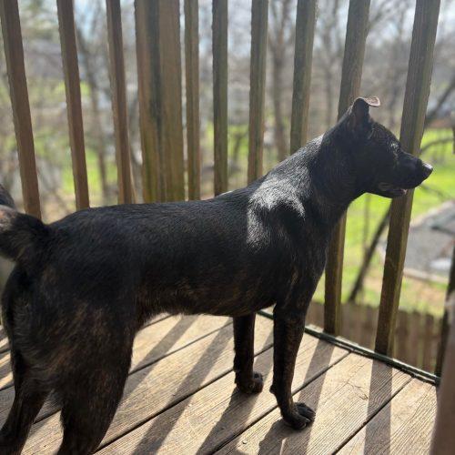 Enlarge Theodore, a Adoptable mixed breed in Georgetown, KY image 3/6