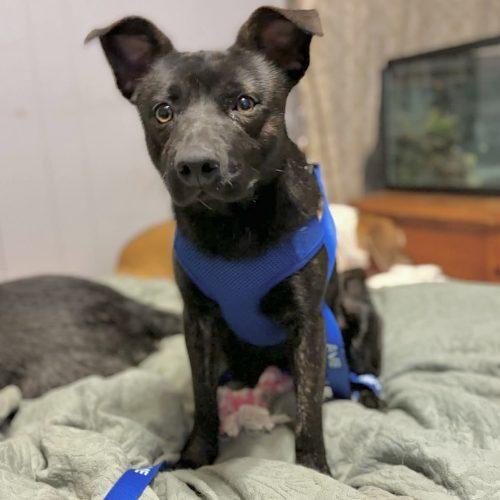 Enlarge Theodore, a Adoptable mixed breed in Georgetown, KY image 5/6