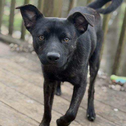Enlarge Theodore, a Adoptable mixed breed in Georgetown, KY image 4/5