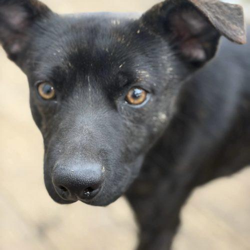Enlarge Theodore, a Adoptable mixed breed in Georgetown, KY image 5/5