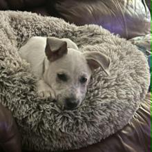 CT Pearl, Adoptable, Puppy Female Mixed Breed.