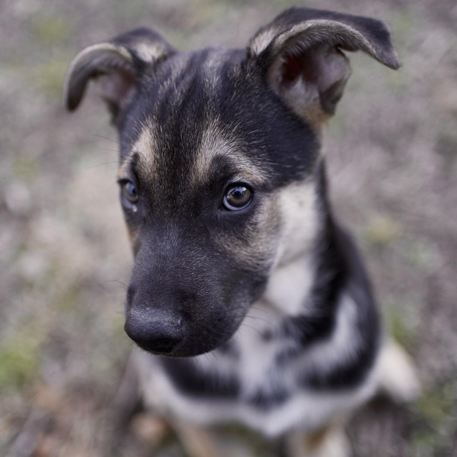 Enlarge Valor, an adoptable mixed breed in Austin, TX image 6/6