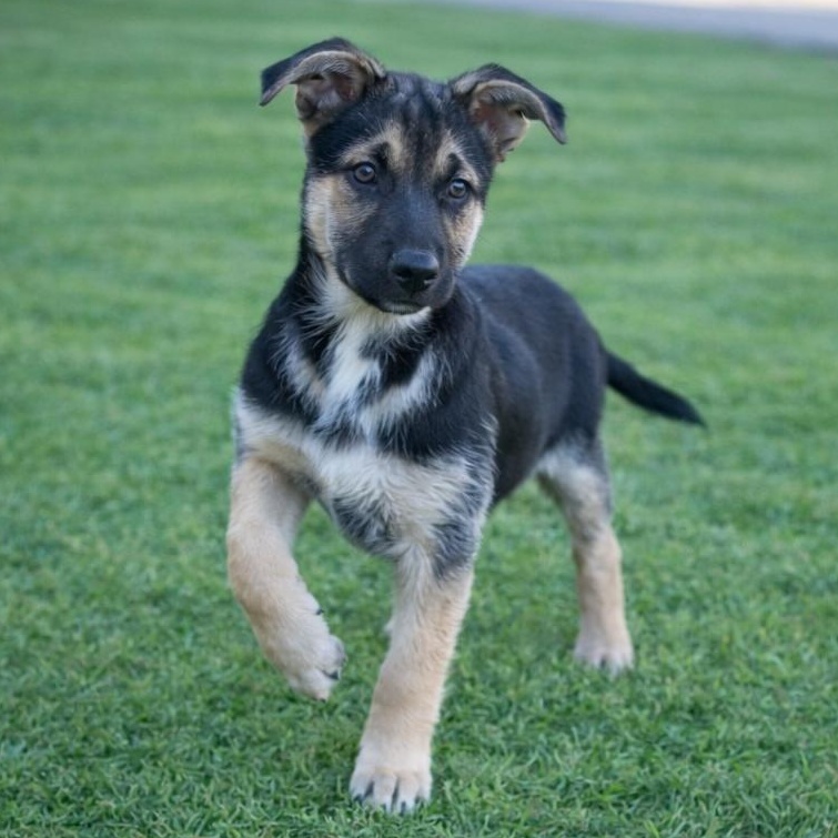 Enlarge Valor, an adoptable mixed breed in Austin, TX image 5/6