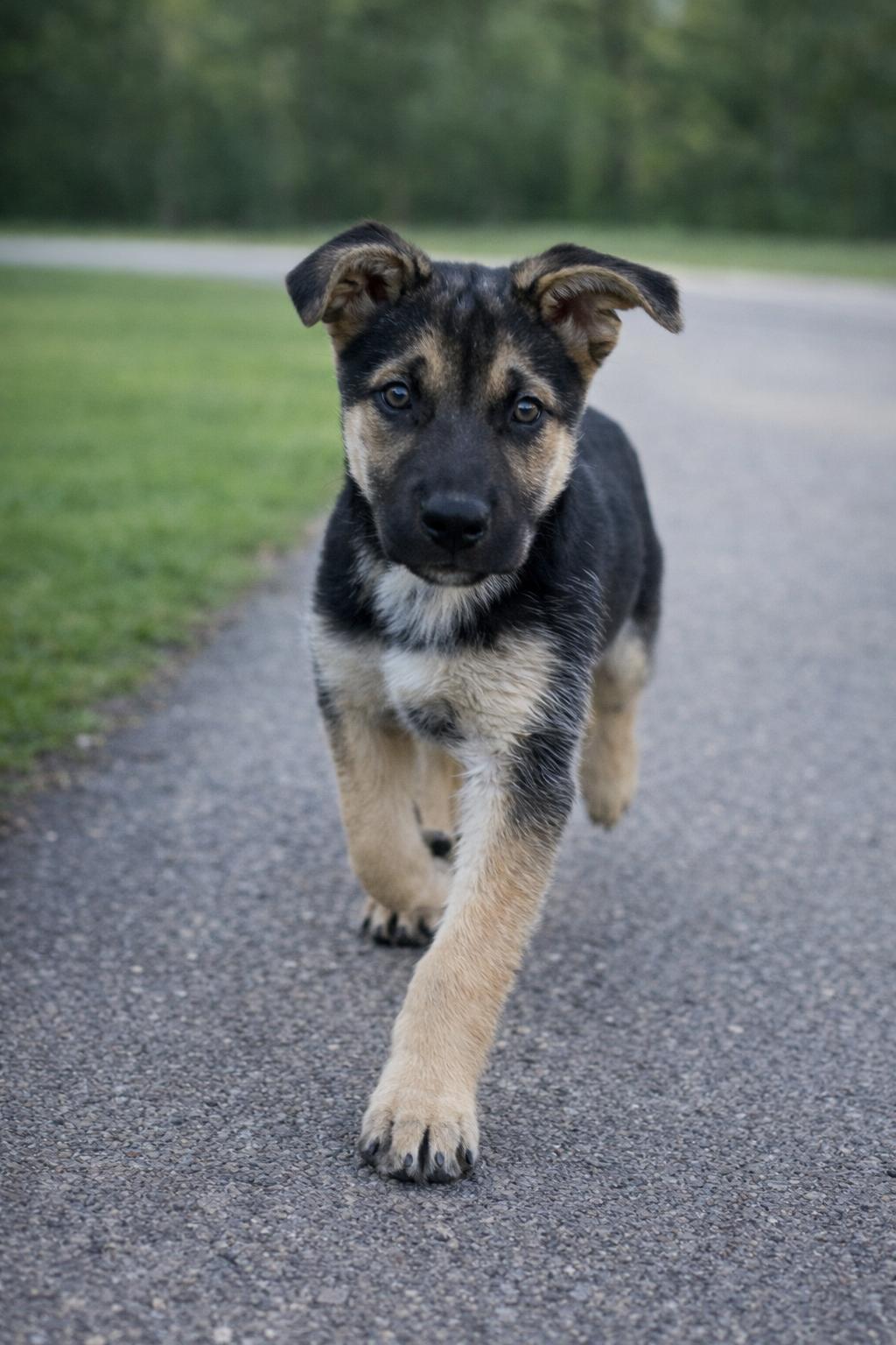 Valor, adoptable, Young Male German Shepherd Dog & Husky.
