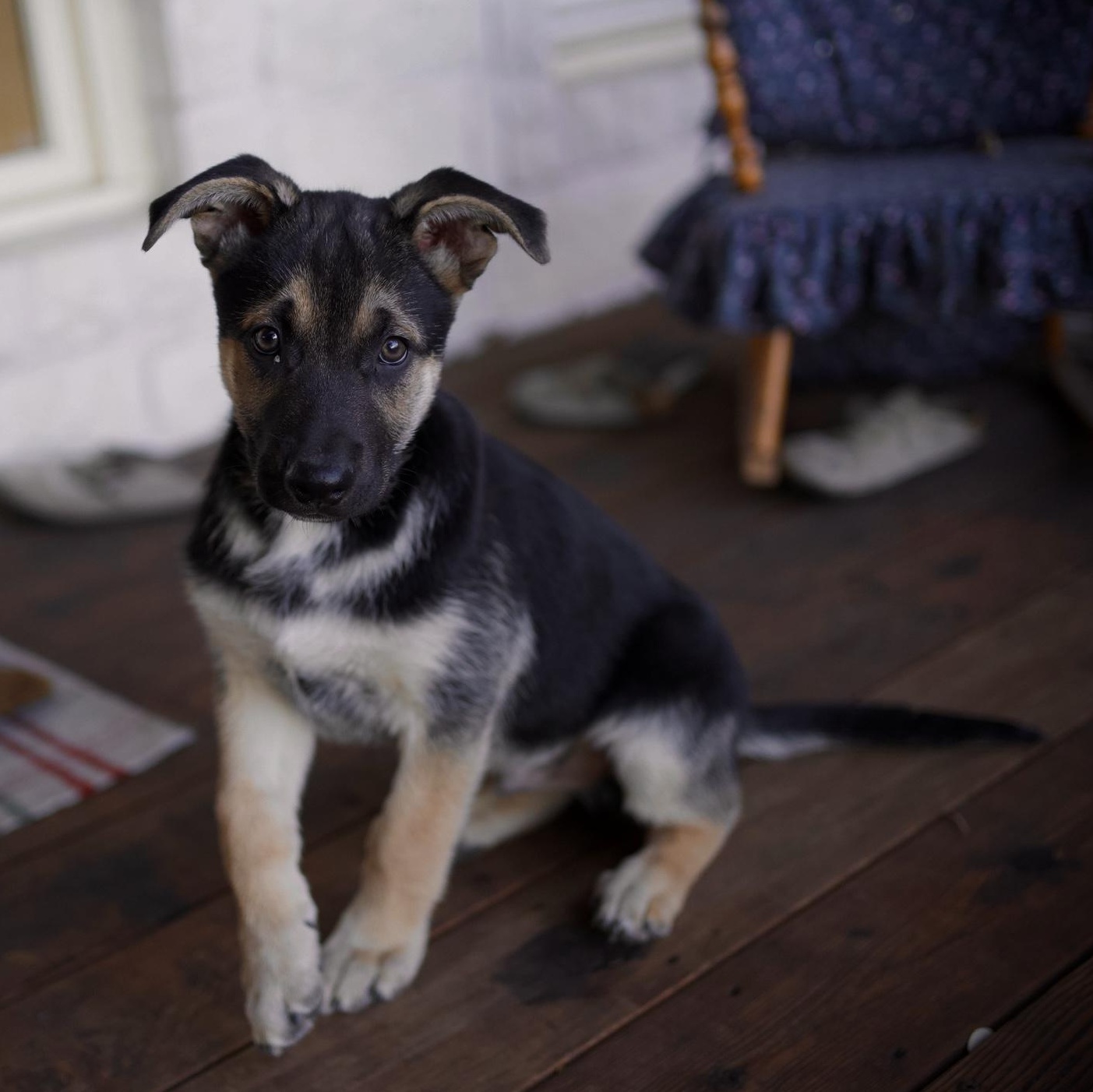 Enlarge Valor, an adoptable mixed breed in Austin, TX image 3/6