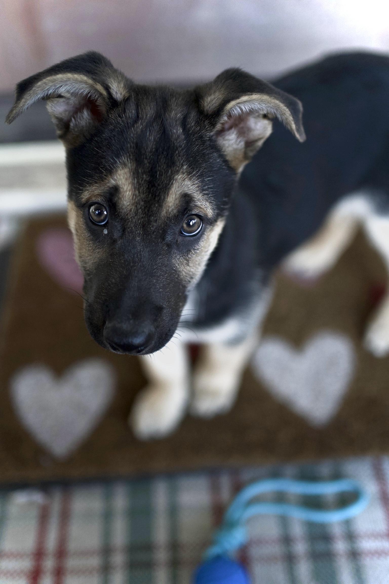 Enlarge Valor, an adoptable mixed breed in Austin, TX image 2/6