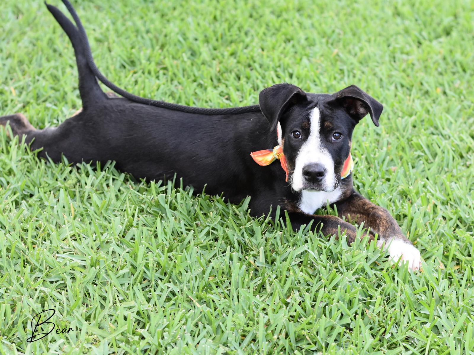 Bear, a Adoptable mixed breed in Charlottesville, VA image 2/6