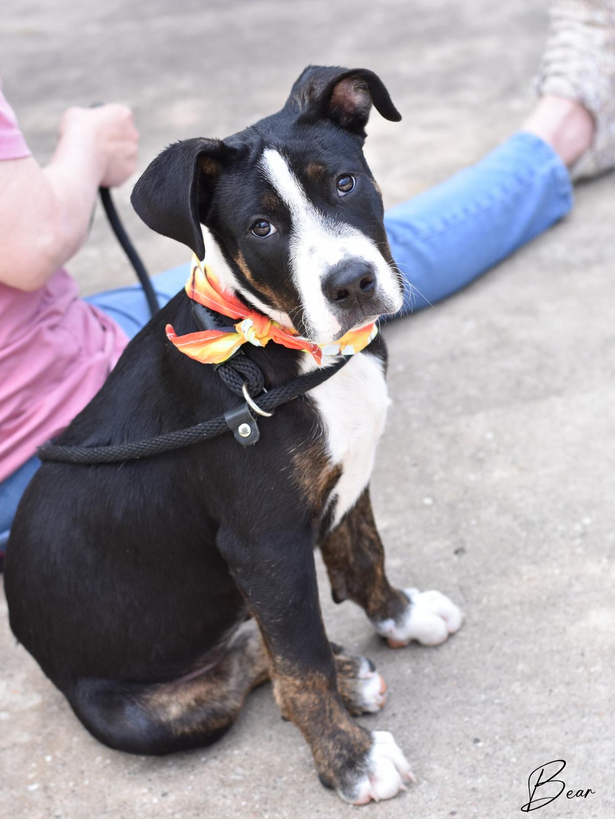 Bear, a Adoptable mixed breed in Charlottesville, VA image 3/6