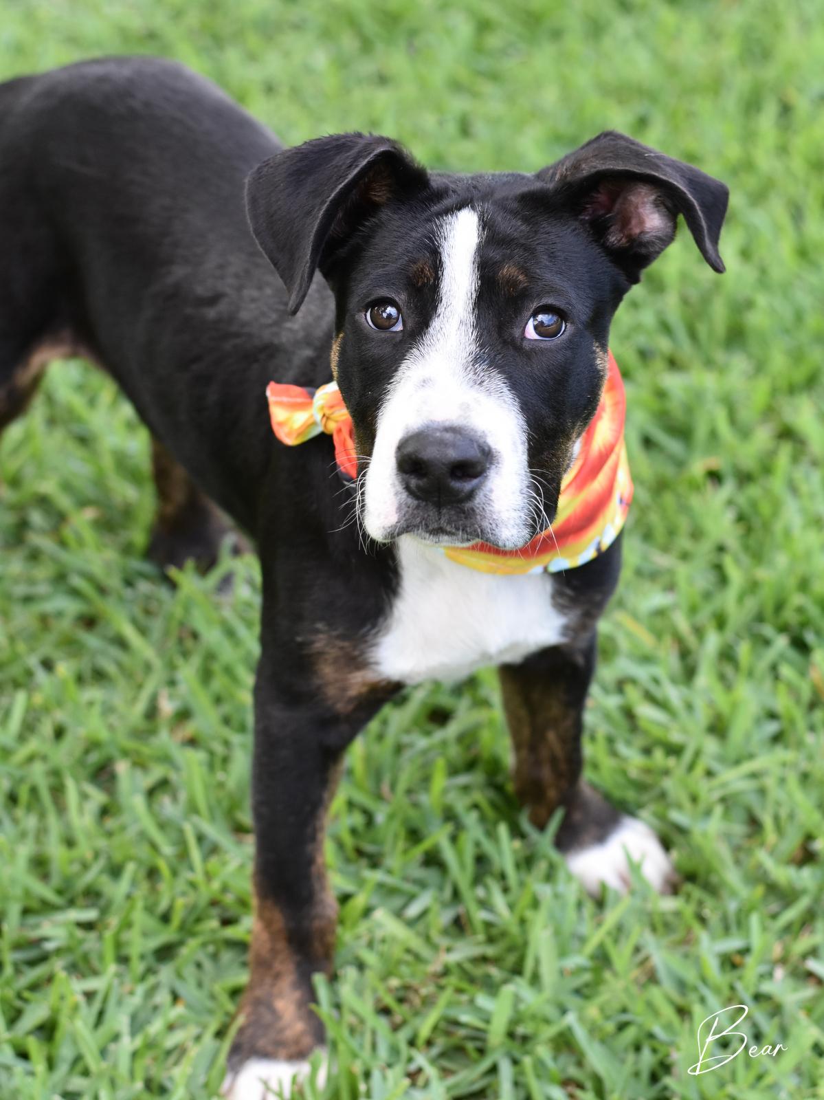 Bear, a Adoptable mixed breed in Charlottesville, VA image 5/6