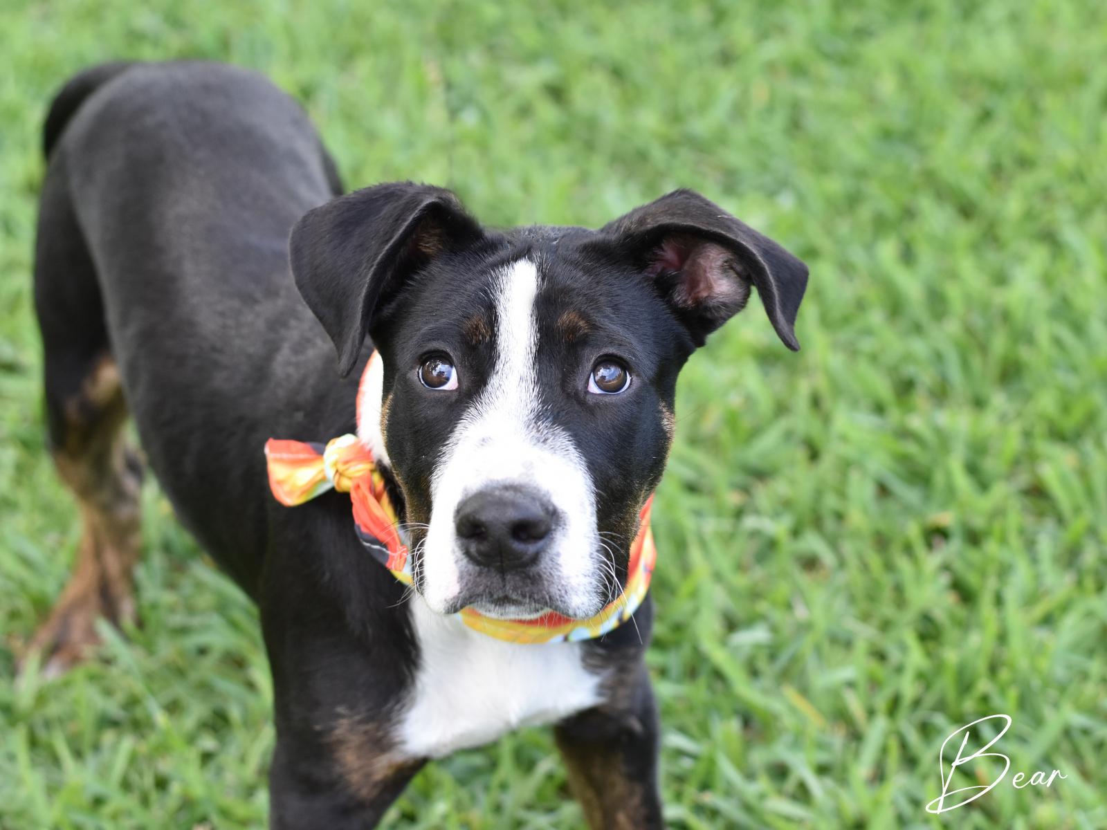 Bear, a Adoptable mixed breed in Charlottesville, VA image 4/6