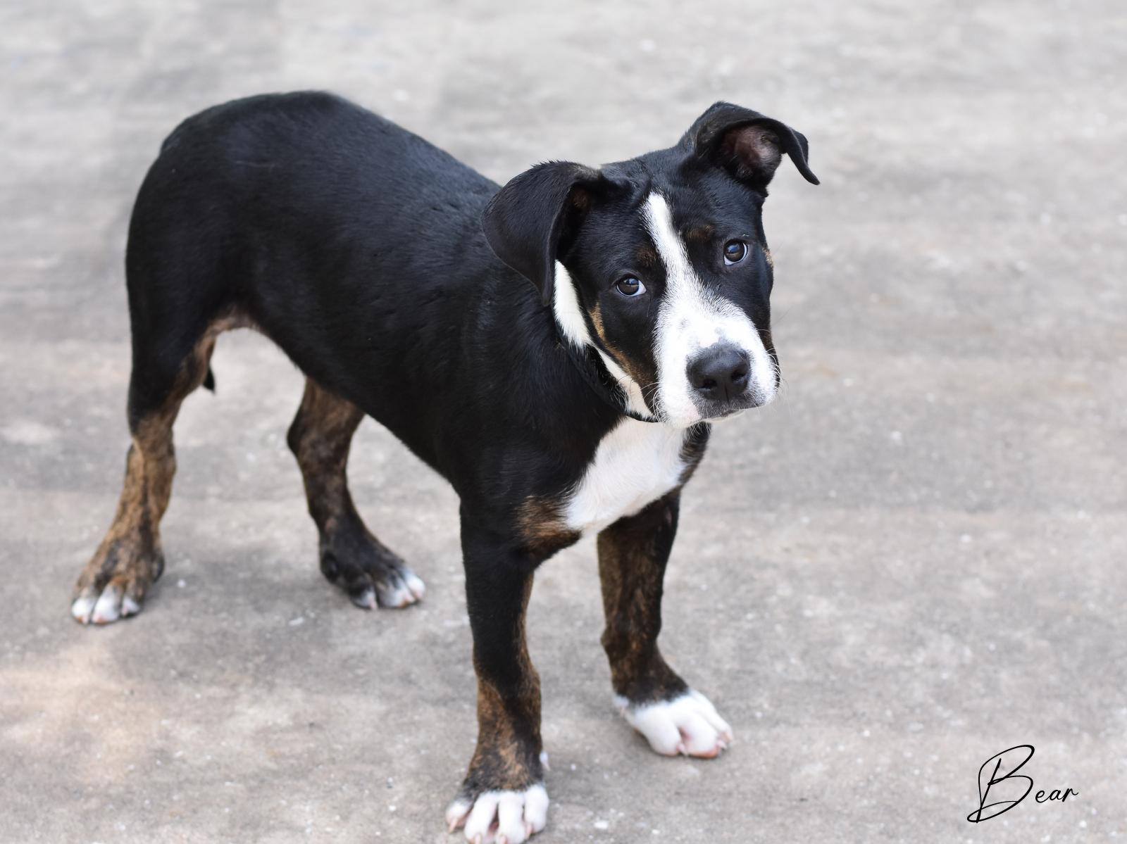 Bear, a Adoptable mixed breed in Charlottesville, VA image 6/6