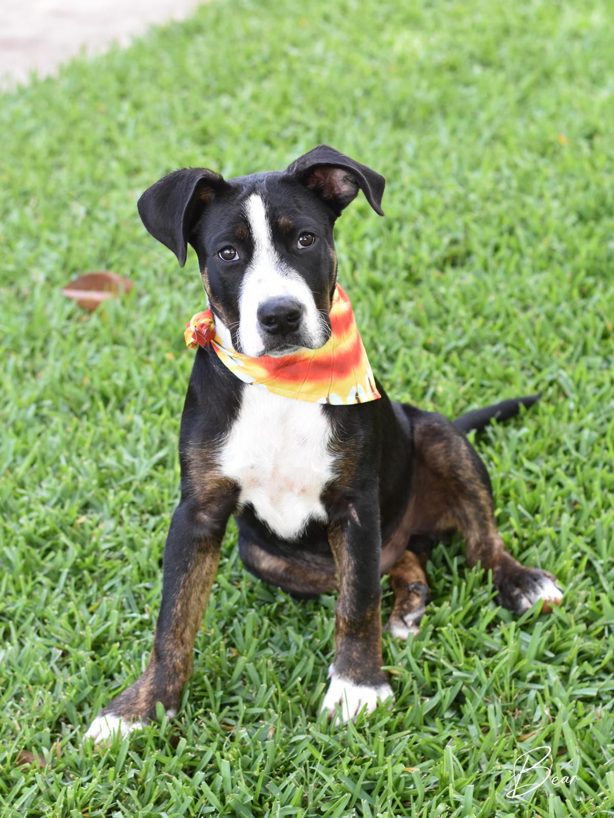 Bear, a Adoptable mixed breed in Charlottesville, VA image 1/6
