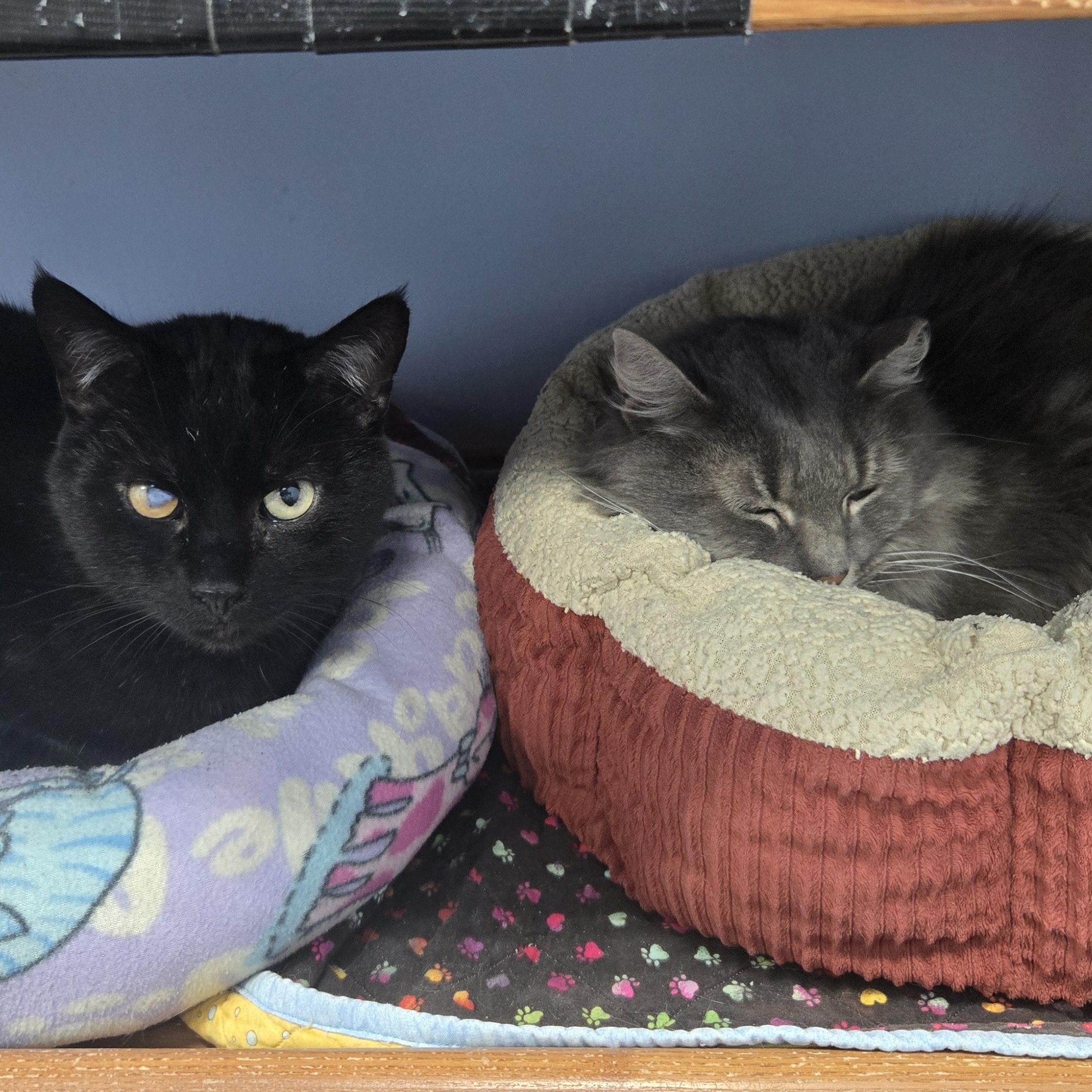 Enlarge Fitzherbert, an adopted Domestic Long Hair in Grand Rapids, MI image 6/6