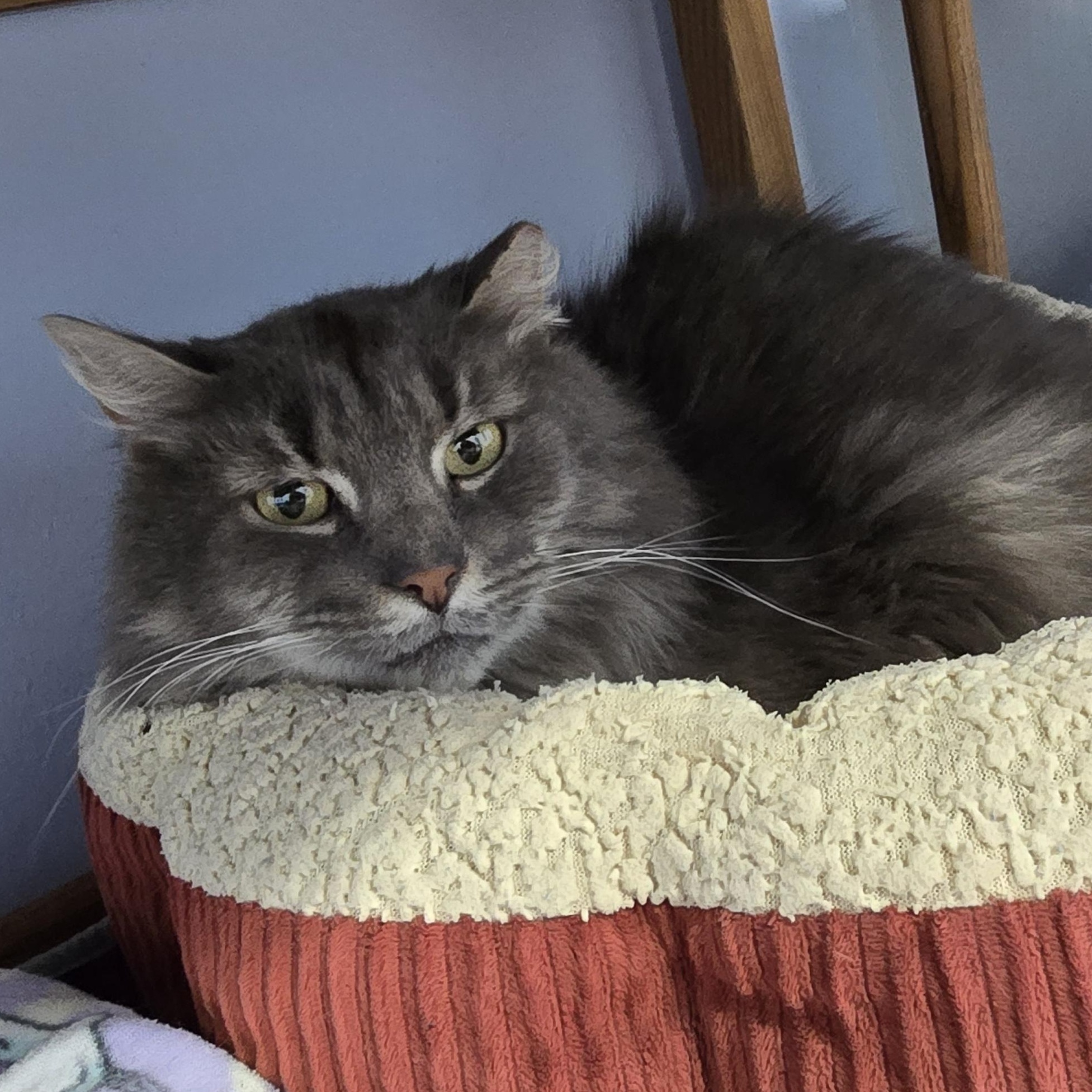 Enlarge Fitzherbert, an adopted Domestic Long Hair in Grand Rapids, MI image 3/6