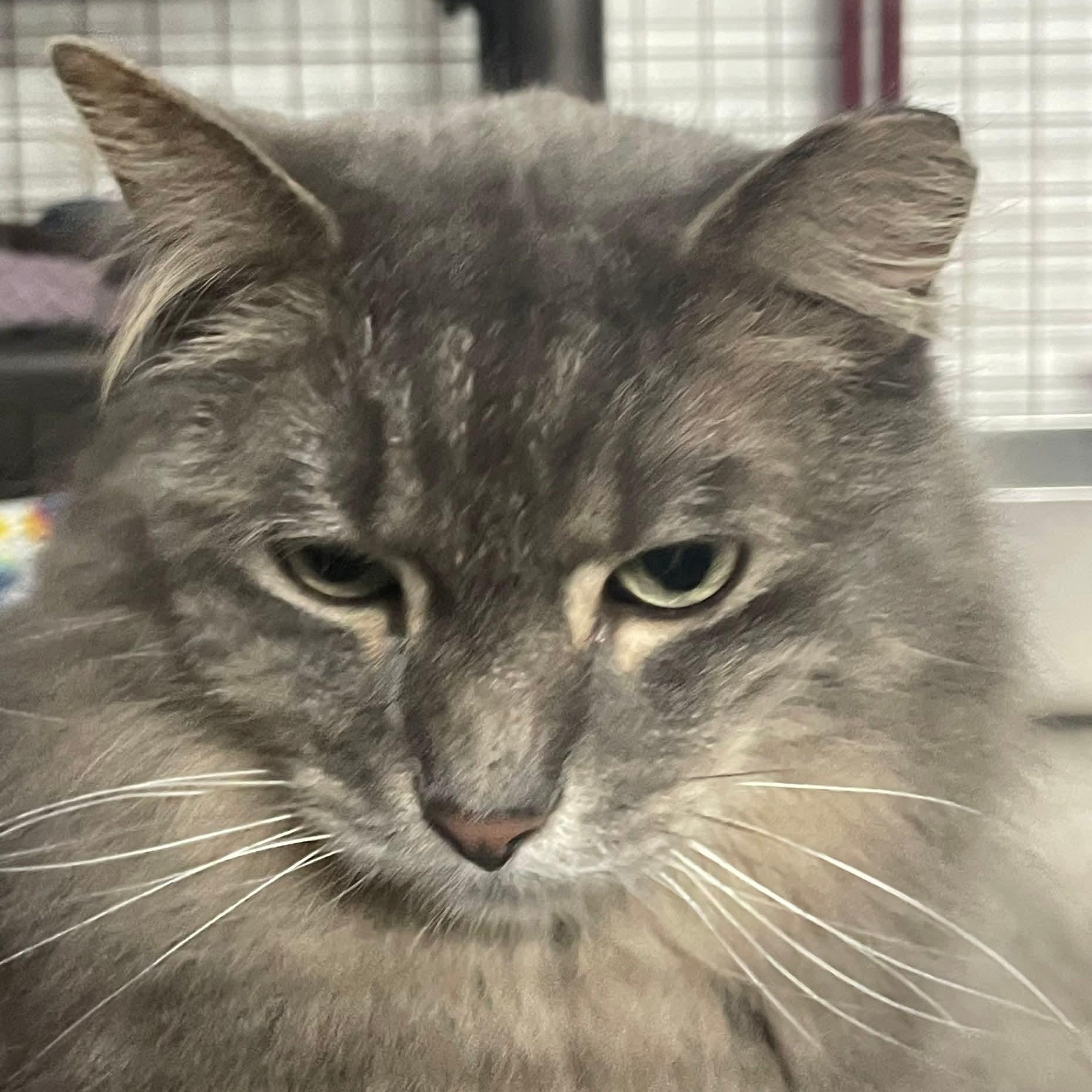 Enlarge Fitzherbert, an adopted Domestic Long Hair in Grand Rapids, MI image 4/6