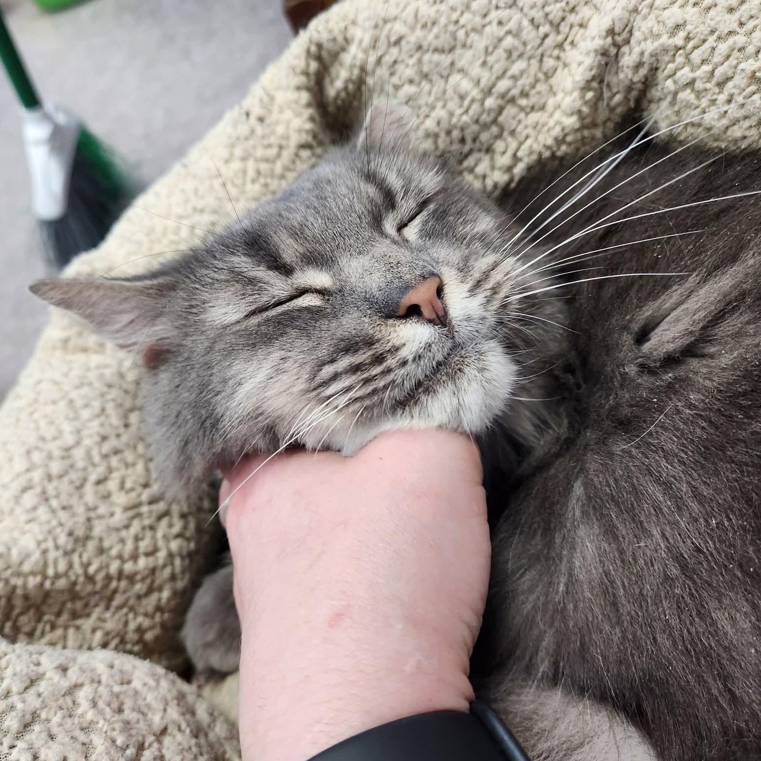 Enlarge Fitzherbert, an adopted Domestic Long Hair in Grand Rapids, MI image 2/6