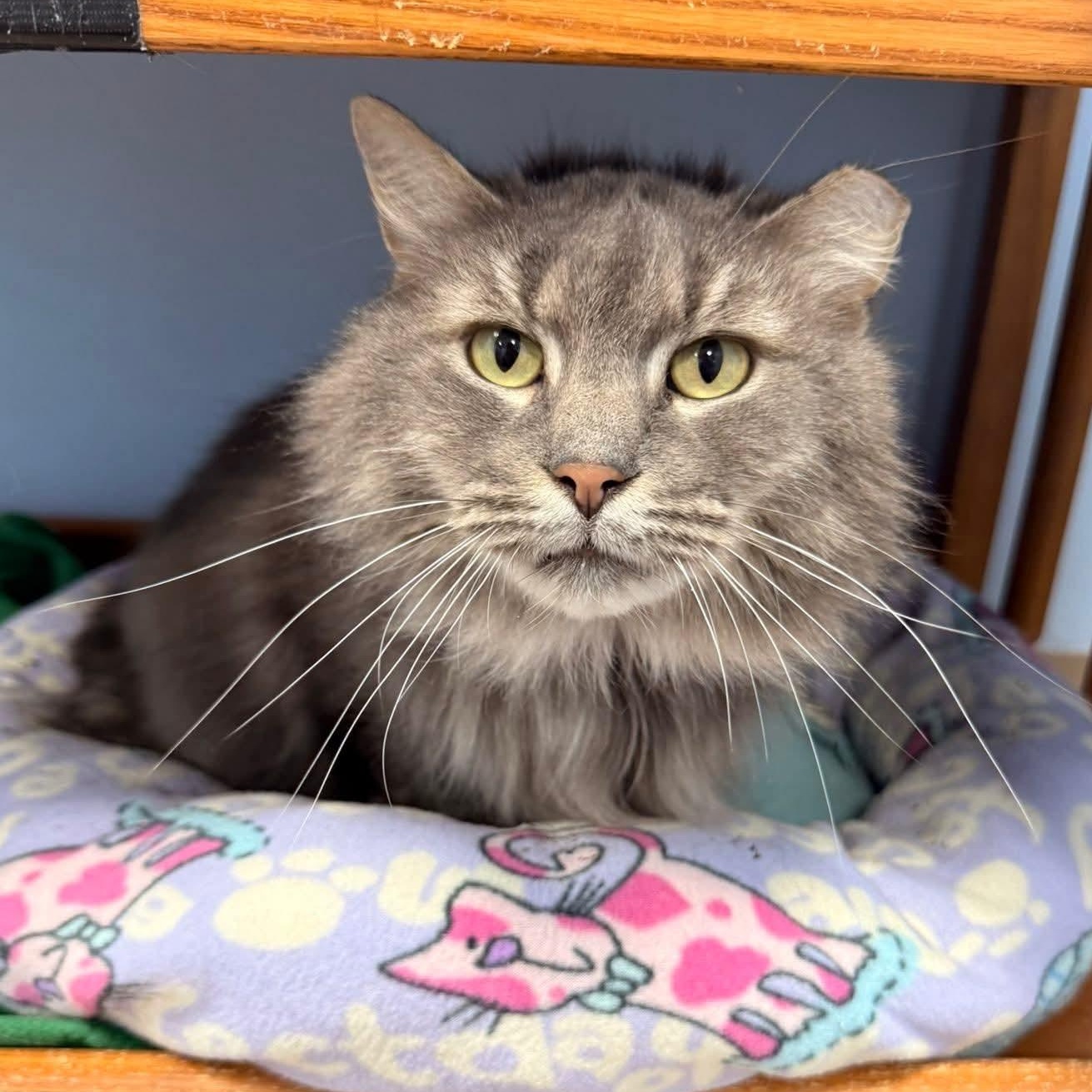 Enlarge Fitzherbert, an adopted Domestic Long Hair in Grand Rapids, MI image 1/6