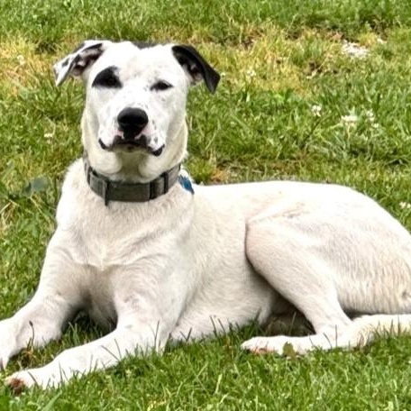 Tebow Tango ~ Local Guy, a Adoptable mixed breed in Andover, MA image 5/6
